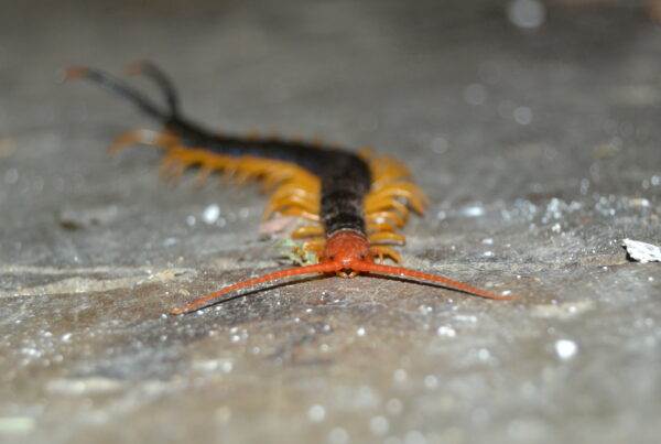 A close-up photo of a centipede.