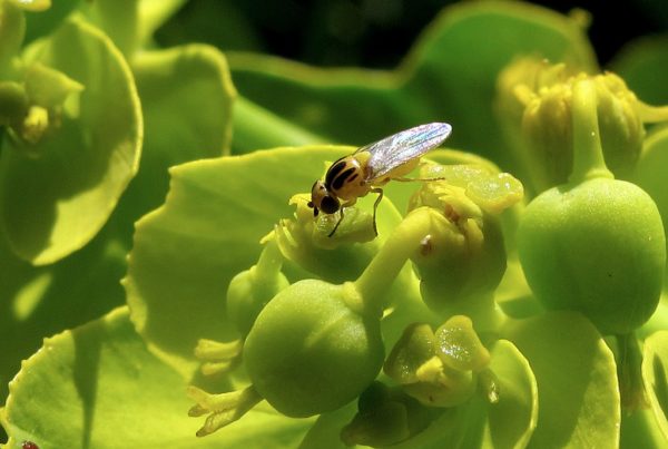 fruit fly