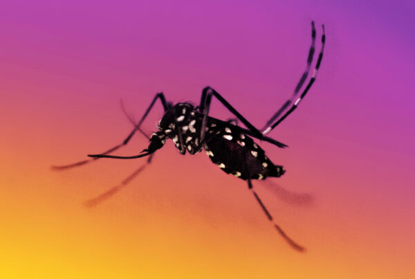 A close-up photo of a black and white mosquito on a colorful purple and yellow background.